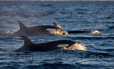 BB 13 0004 / Orcinus orca / Spekkhogger